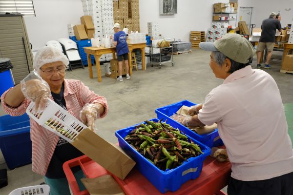 Volunteers for Sandhills Farm-to-Table, subscription-based community supported agriculture (CSA) and online food store pack just-picked local produce into delivery boxes at Sandhills AGInnovation Center. Photo: Nancy Pierce