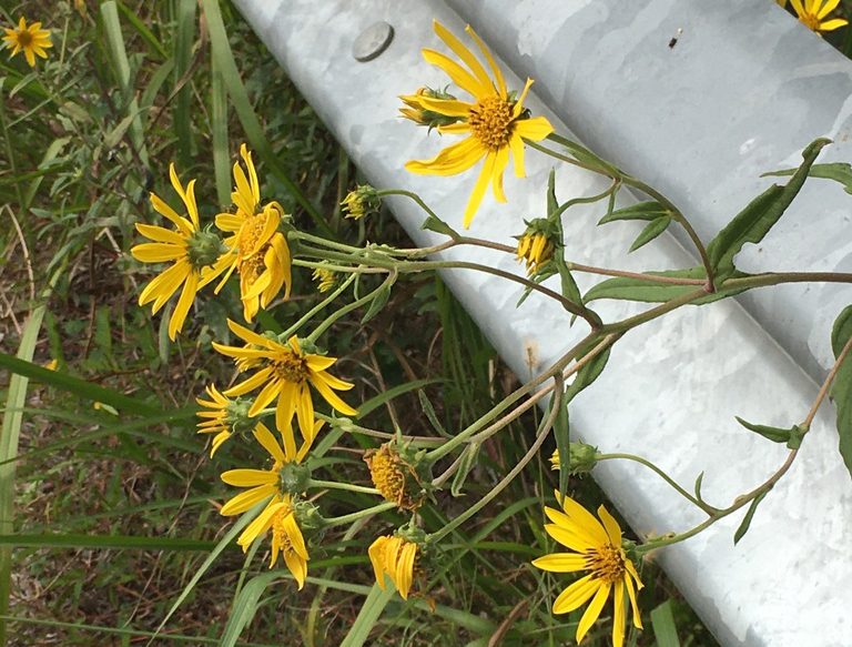 Flowers on a roadside