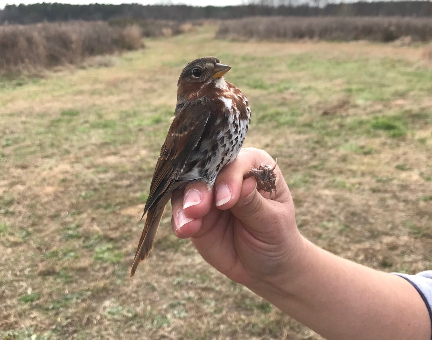 A Savannah sparrow outside Charlotte. Photo: Kelly Douglass