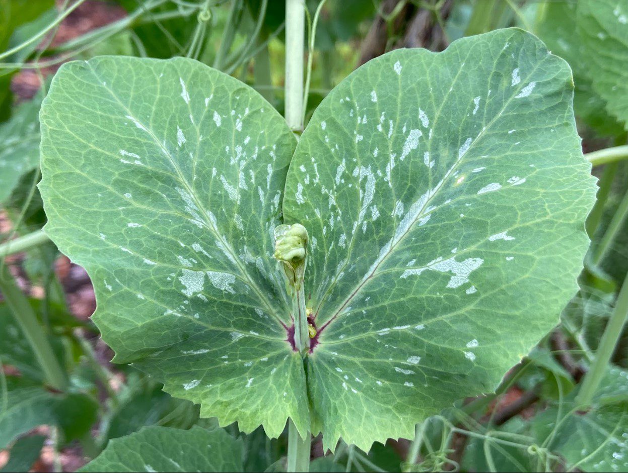 Sugar Snap Peas