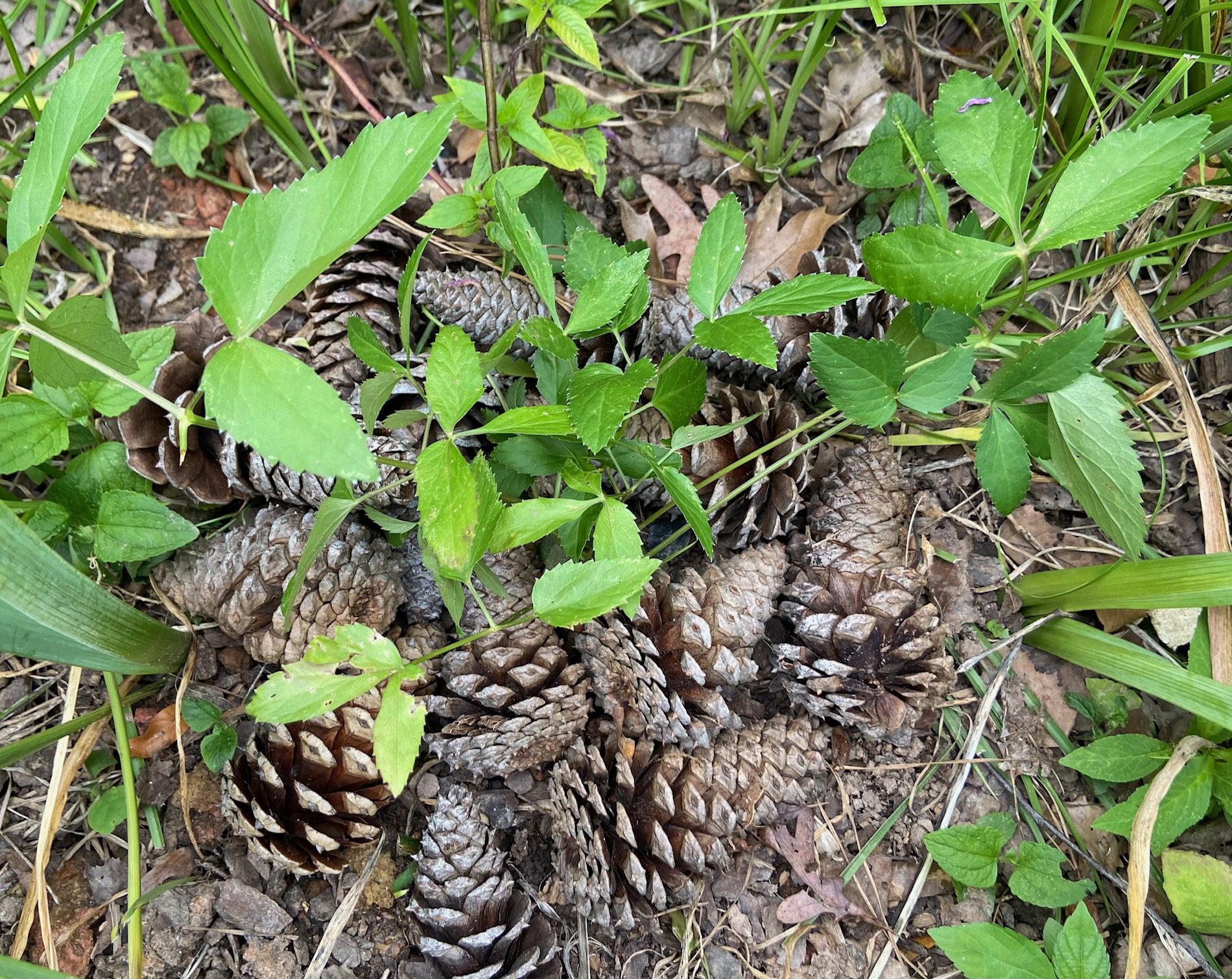 Golden Alexander with pine cones