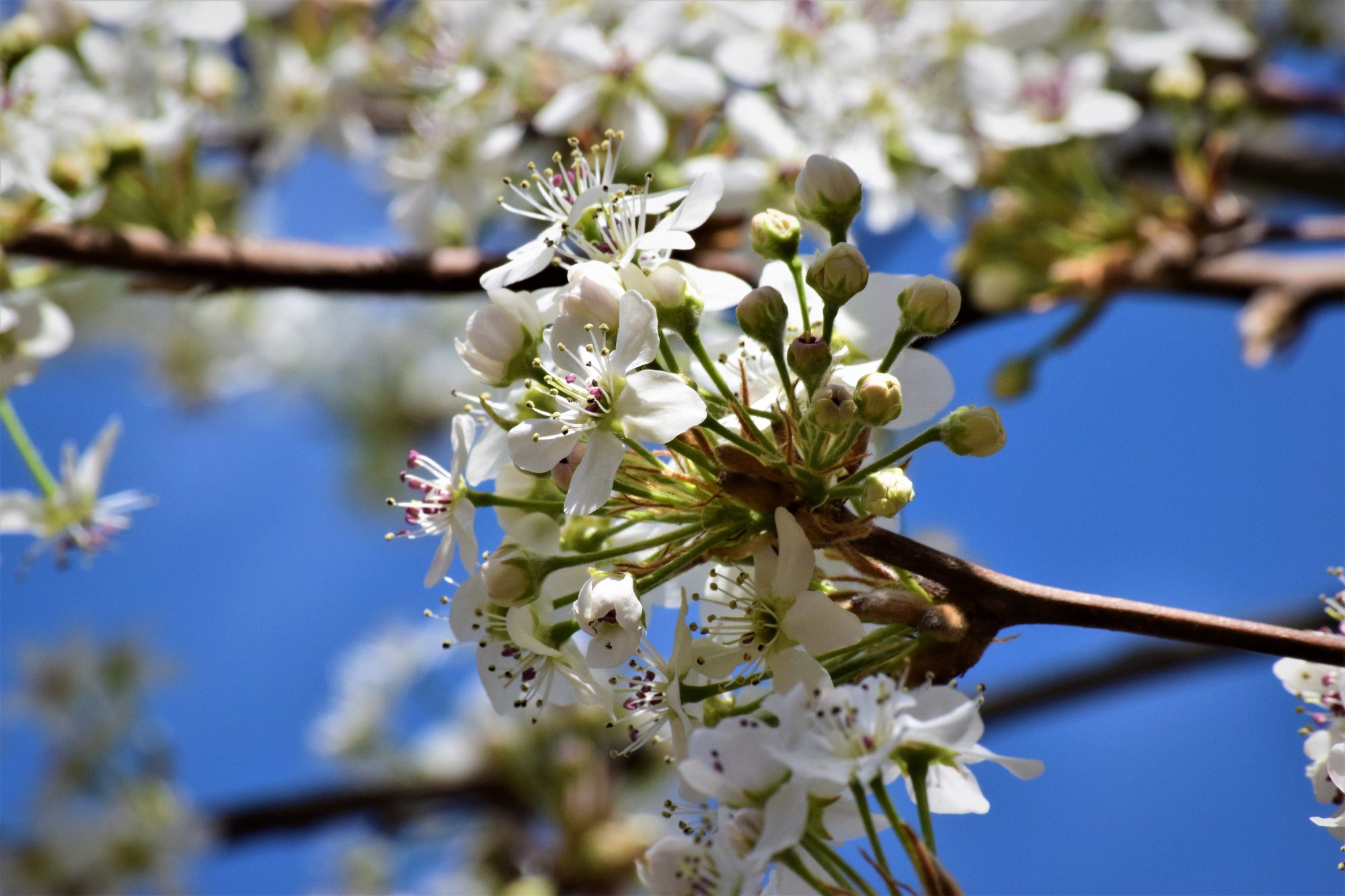 White tree blossoms